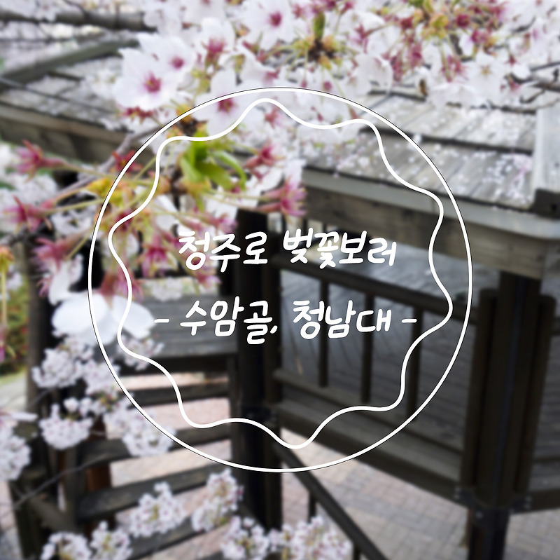 봄과 벽화를 함께 즐기는 곳, 청주로 벚꽃보러 - 수암골, 청남대