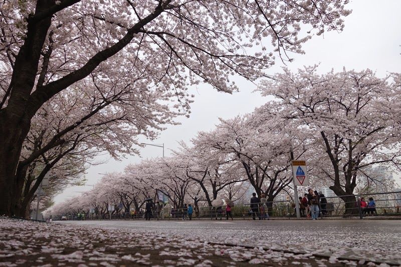 여의도 벚꽃축제 한강 시민공원