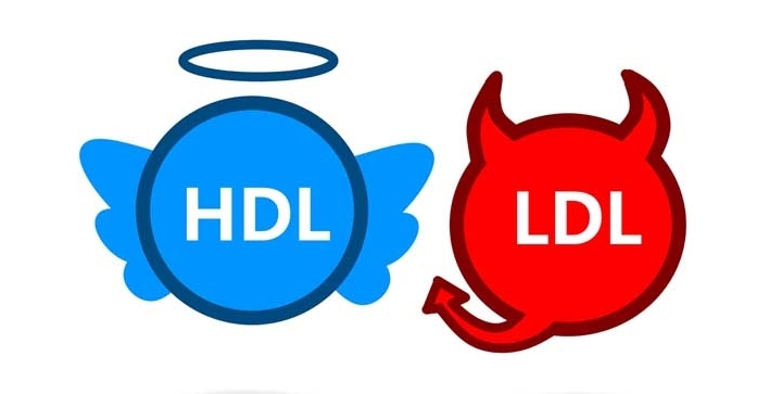콜레스테롤 LDL HDL 혈관건강 폴리코사놀