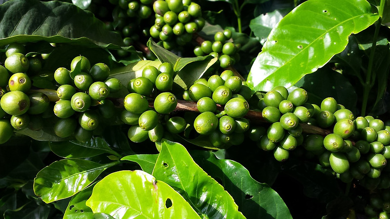 바리스타 자격증 독학 (5) 커피의 재배와 가공, 보관 방법