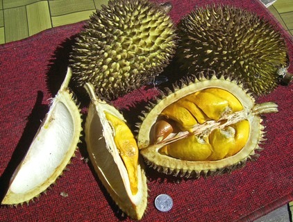 열대과일(Tropical Fruits)의 천국 싱가포르