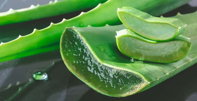 알로에 베라(Aloe vera) _ 불멸의 식물