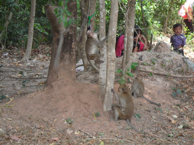 캄보디아 카지노 - 앙코르 유적지와 함께 살아가는 원숭이 무리들