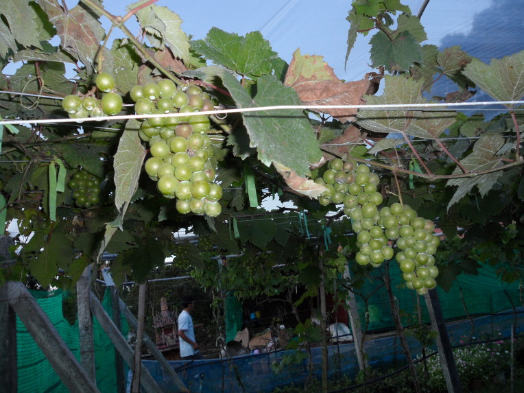 캄보디아 시엠립 소폰빌라 - 캄보디아 바탐방 와인농장