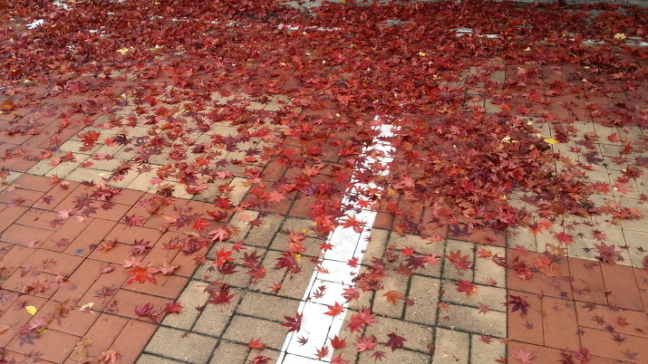 [사진] 야외주차장 주차선 위를 붉게 수놓은 가을 단풍 낙엽