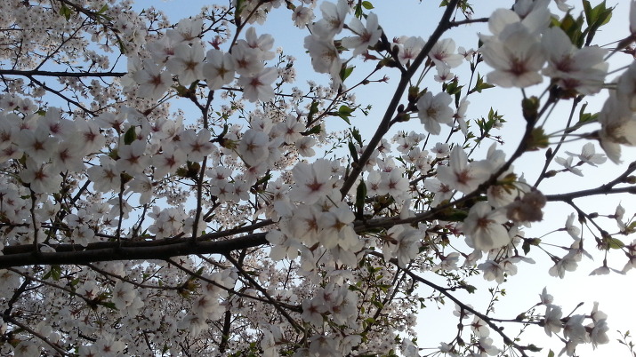 [스마트폰 사진] 평택소방서 뒷거리의 4월 봄 벚꽃나무 풍경