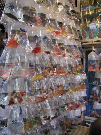 홍콩여행⑨ : 물고기를 비닐봉투에 넣어 전시하는 금붕어시장