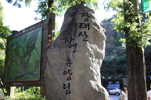 대전 장태산휴양림, 국내 유일의 메타세콰이어 숲