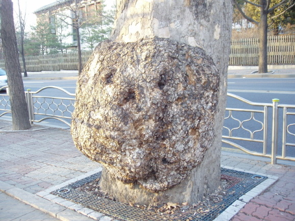 가로수나무의 거대한 혹