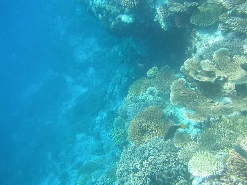 물 속 세계가 더 아름다운 몰디브 - 몰디브 여행 9
