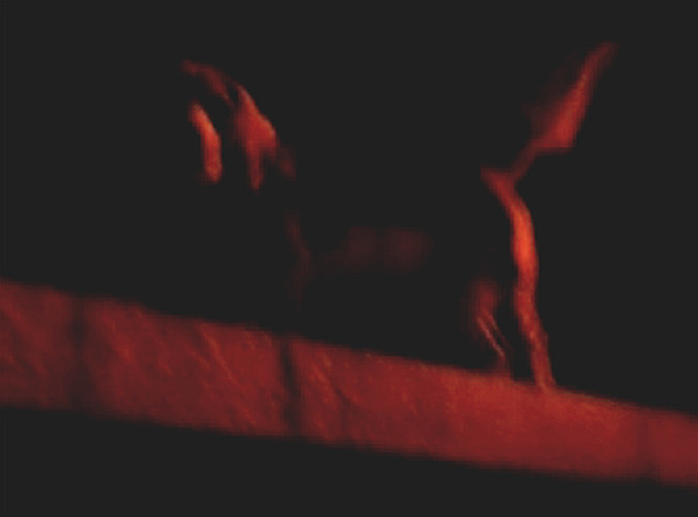 밤에 담장위에 앉아있는 개에게 카메라를 들이댔더니!..ㅋㅋㅋ^^;(동영상)