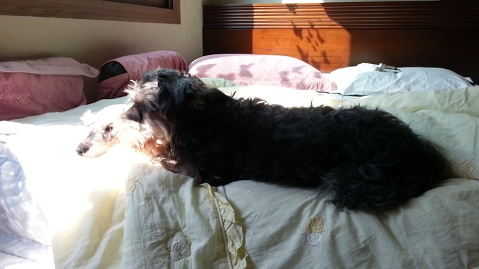 [사진] 따사로운 햇살을 받으며 침대에서 사이좋게 쉬고있는 슈나우저 부부