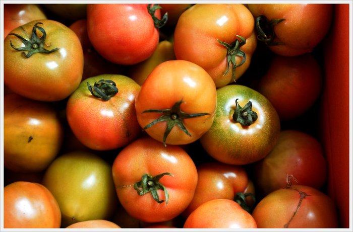 토마토 서양인들은 왜 꼭 조리해서 먹으려 하는가?