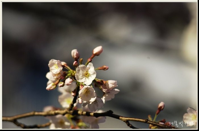 볼그스레 수줍음 타는 벚꽃의 아름다운 자태