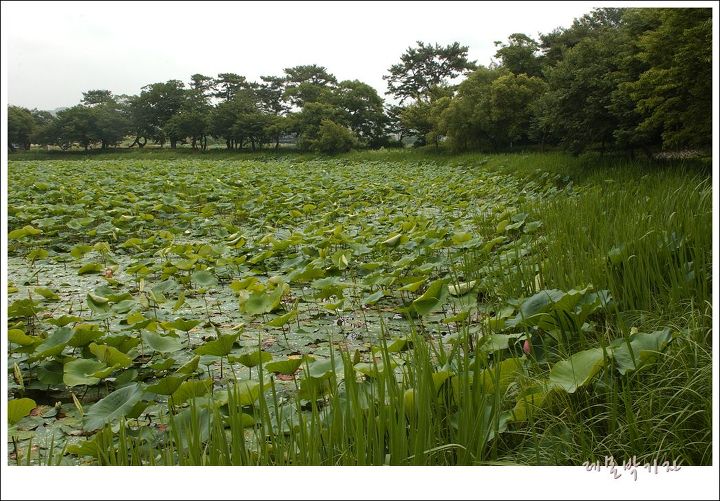 5천여 그루의 홍련 수련이 꽃을 피우는 진주 강주연못의 풍경