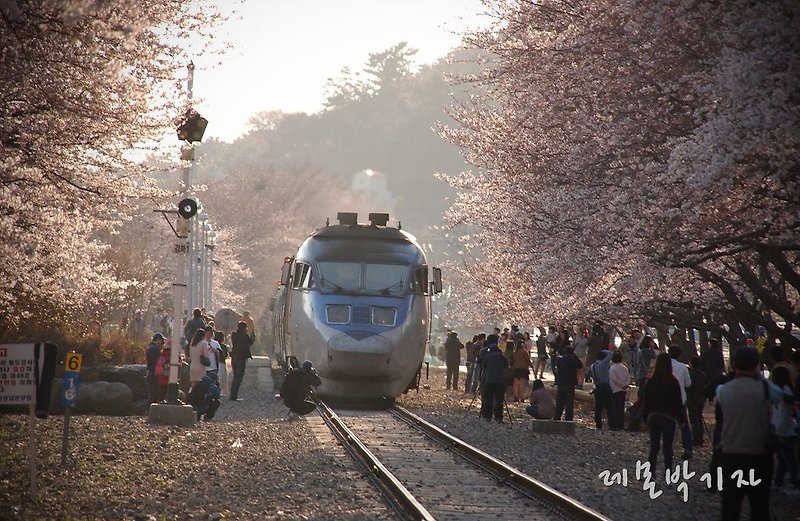 벚꽃축제의 계절, 솔로 염장지르는 진해 경화역 풍경