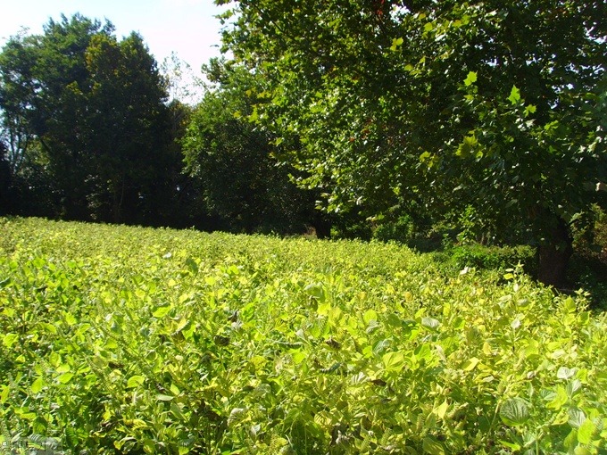 [충남 논산] 맛있는 깻잎들로 가득 찬 연둣빛 들깨밭 (light green Perilla frutescens)