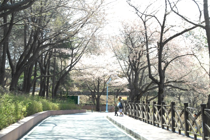 수봉공원 벚꽃 나들이