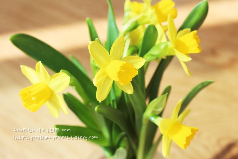 잼병을 재활용하여 봄맞이 수선화꽃병 만들기 / 수선화의 꽃말