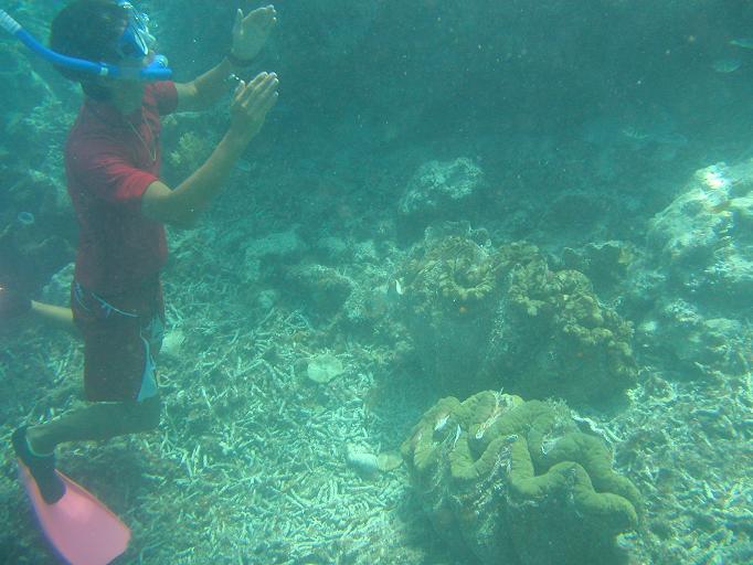 식인 대왕조개가 곳곳에… 살아있는 팔라우의 바다 - 팔라우 여행(2006.7) 4