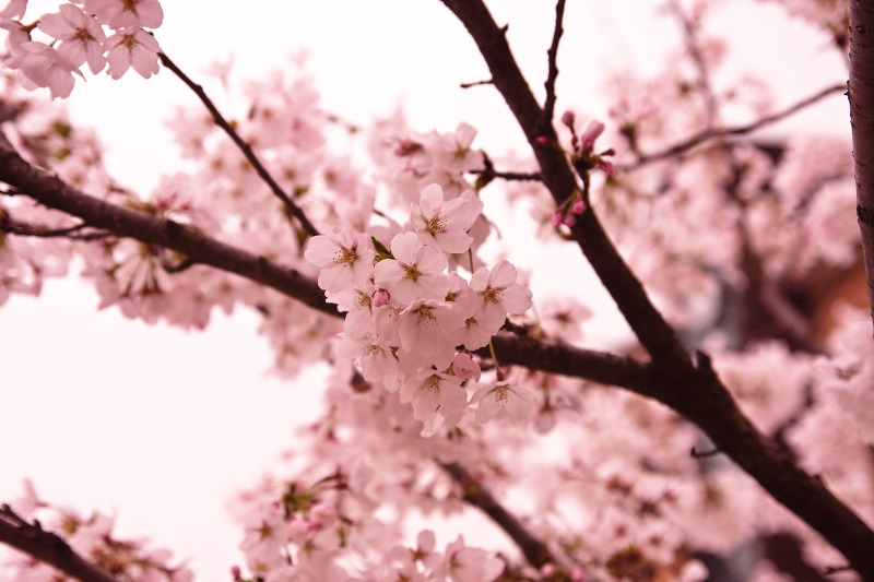 [2011 사진공모전]벚꽃