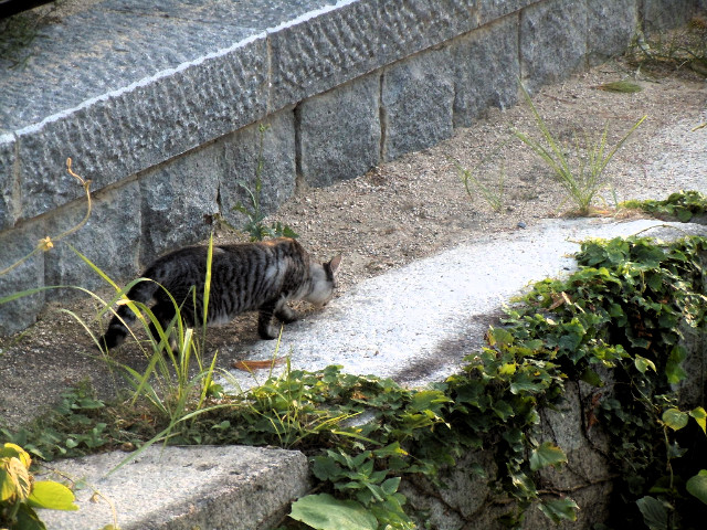오사카성을 지키는 고양이 군인들