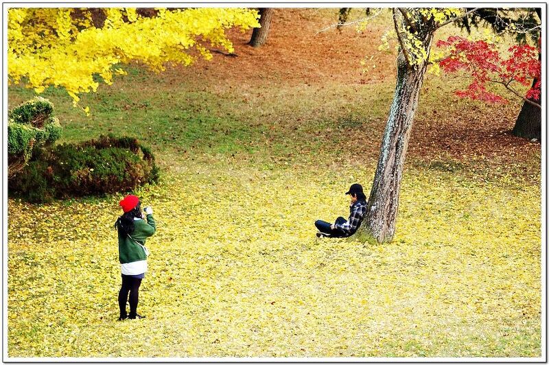 노란 은행잎 속에 깃든 가을 추억여행
