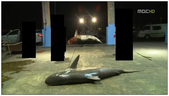 상어가 어장을 망친다? … 너무나 인간 중심적인 잔인한 발상