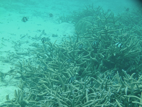 [신혼여행#8] 몰디브 벨라사루 물속 환경