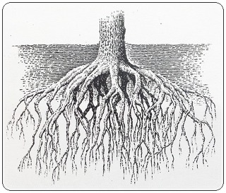 뿌리의 원리를 통해 배우는 영적 성장 기술