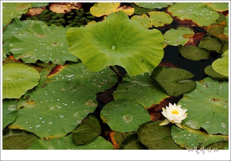 연잎밥 먹으러 갔던 진주 강주연못 그곳에 핀 연꽃의 자태