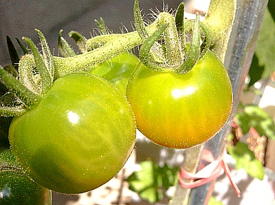토마토 키우기 -- 곁순으로 키운 토마토 & 뿌리 탈출