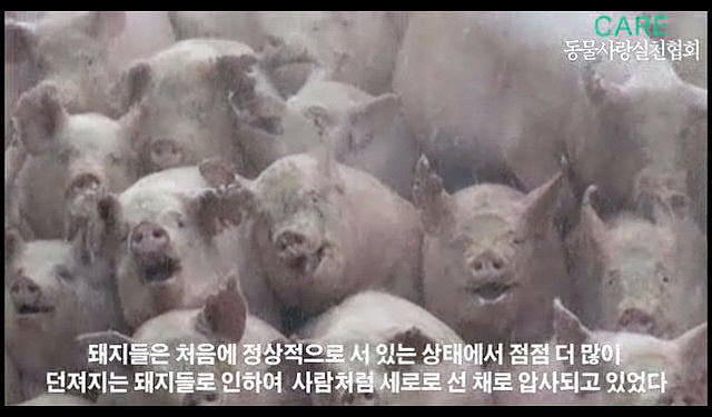 [구제역 살처분 영상] 소와 돼지도 생명이다! 생매장 중단해주세요.