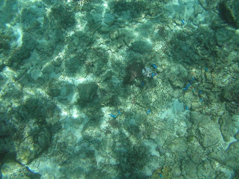 불가사리가 점령한 보라카이 바다, 죽어가는 산호와 물고기들 - 2010 필리핀 20