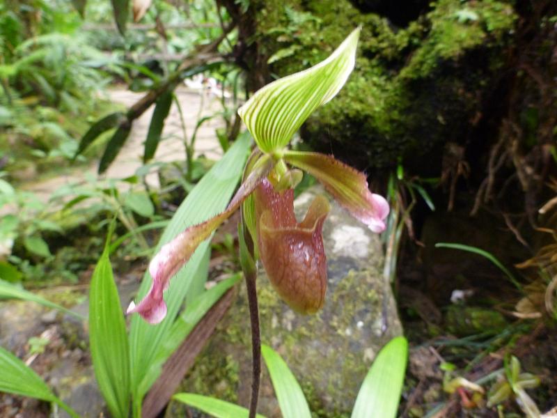 키나발루산 산책… 식충식물과 아름다운 나무, 우거진 숲 - 말레이시아 15