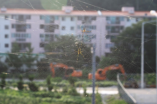 [캐논 50D] 맑은날 또는 흐린날의 거미줄