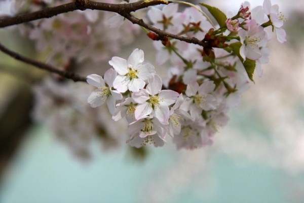 제천 의림지의 벚꽃