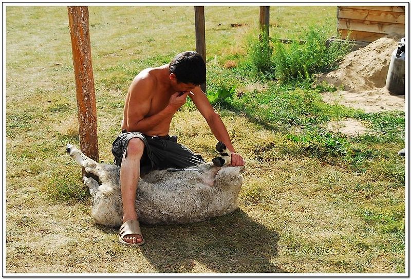 몽골 원주민이 직접 양을 잡아 껍질 벗기는 도축현장