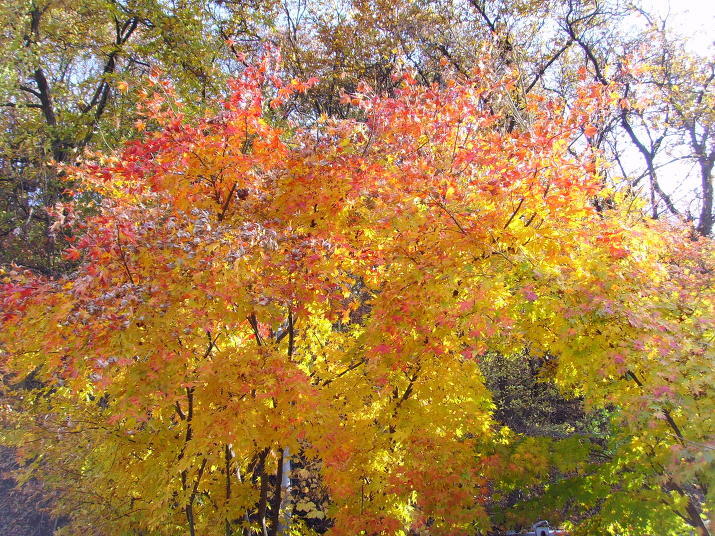 [사진] 용인 심곡서원 옆 가을 단풍나무, 은행나무