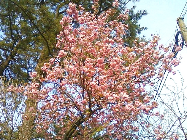 겹벚꽃나무(장미과)