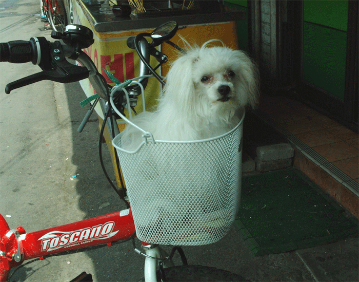 자전거바구니 탄 강아지^^