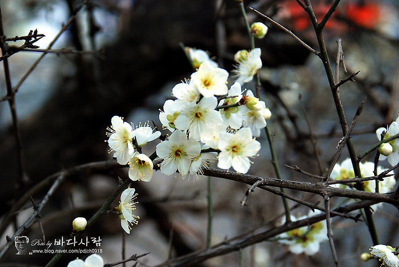 알큰한 숨결로 남은 눈 녹이며 봄을 불러운 매화꽃의 자태