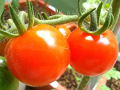 방울토마토키우기 -- 일반토마토를 대저 짭짤이 토마토로 만드는 방법