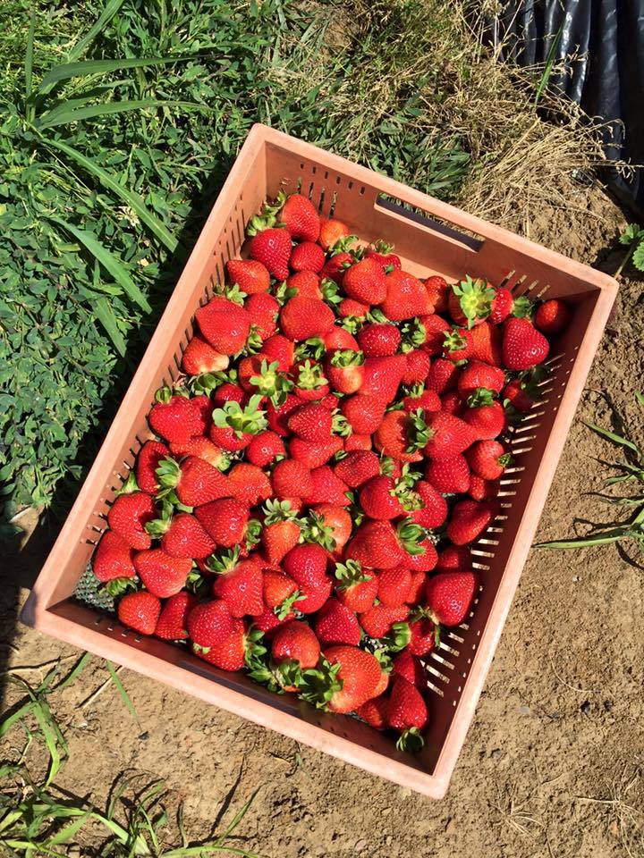 워킹홀리데이 호주 딸기농장 실체와 후기.