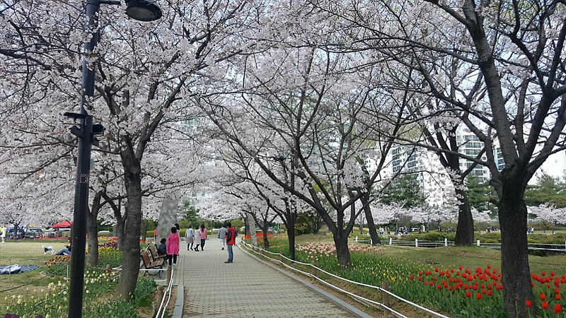 김해 연지공원 벚꽃과 튤립, 봄이오는 소리