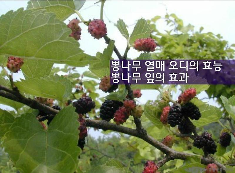 뽕나무 열매 오디의 효능 및 뽕나무 잎의 효과