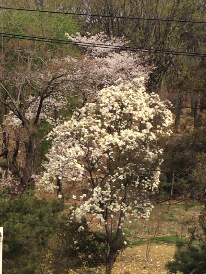 선릉공원의 매화와 벚꽃 - 2014년 3월 31일