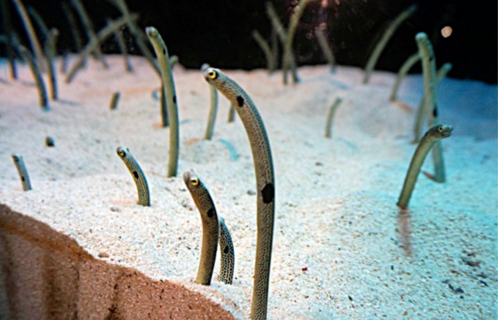 가든일(Garden eel) 신기한 물고기