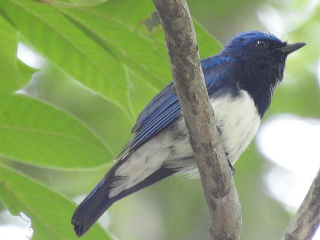 [딱새과] 큰유리새(blue-and-white flycatcher)