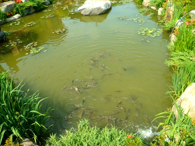 숲사랑농원의 연못에 있는 물고기들